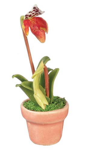 Paphiopedilum Orchid, Pink